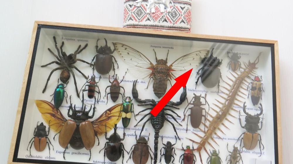 ГИГАНТЫ ИЛИ КАРЛИКИ: ТАЙНЫ АНОМАЛЬНЫХ РАЗМЕРОВ НАСЕКОМЫХ