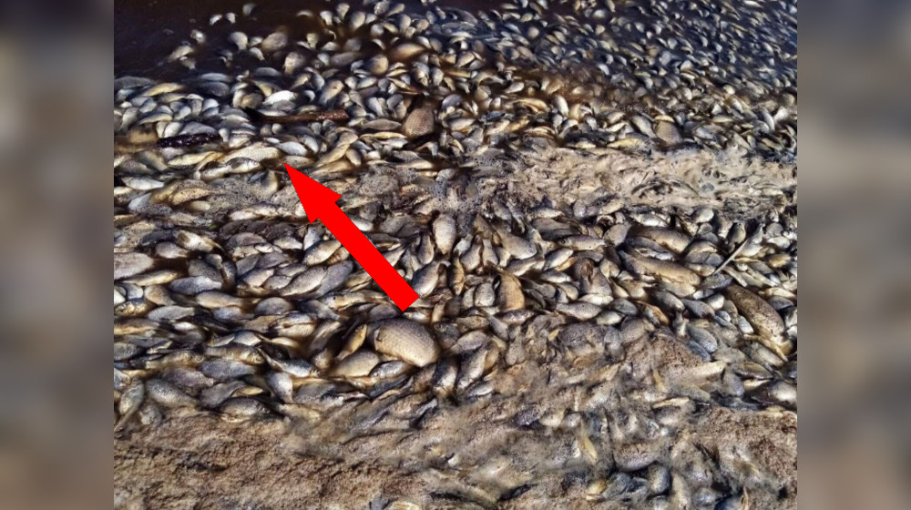 Катастрофа в водоемах: массовая гибель рыбы потрясла экологов
