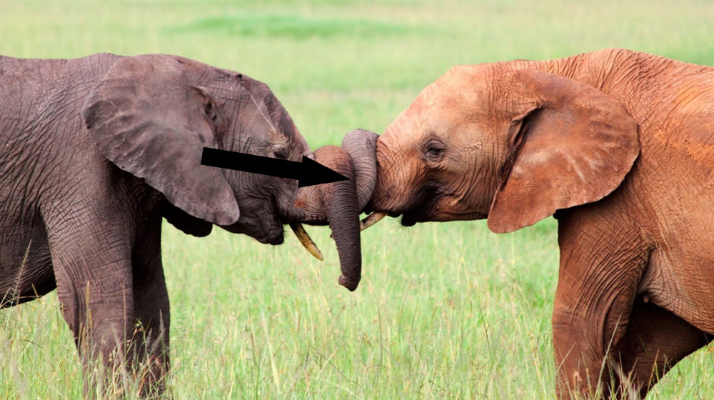 Звуки, которые потрясают научный мир: новая эра коммуникации у известных видов животных