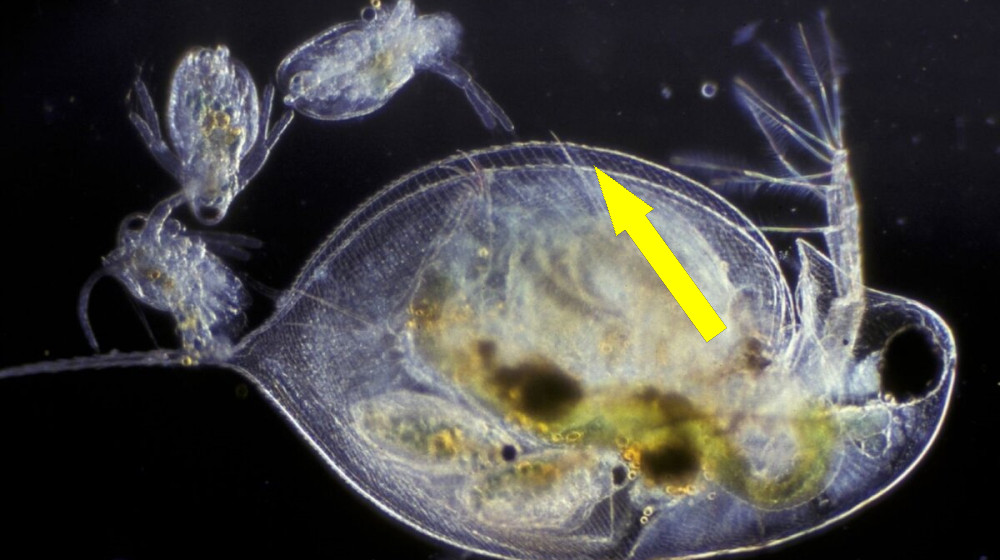 Аномалии в размножении: партеногенез у двуполых видов