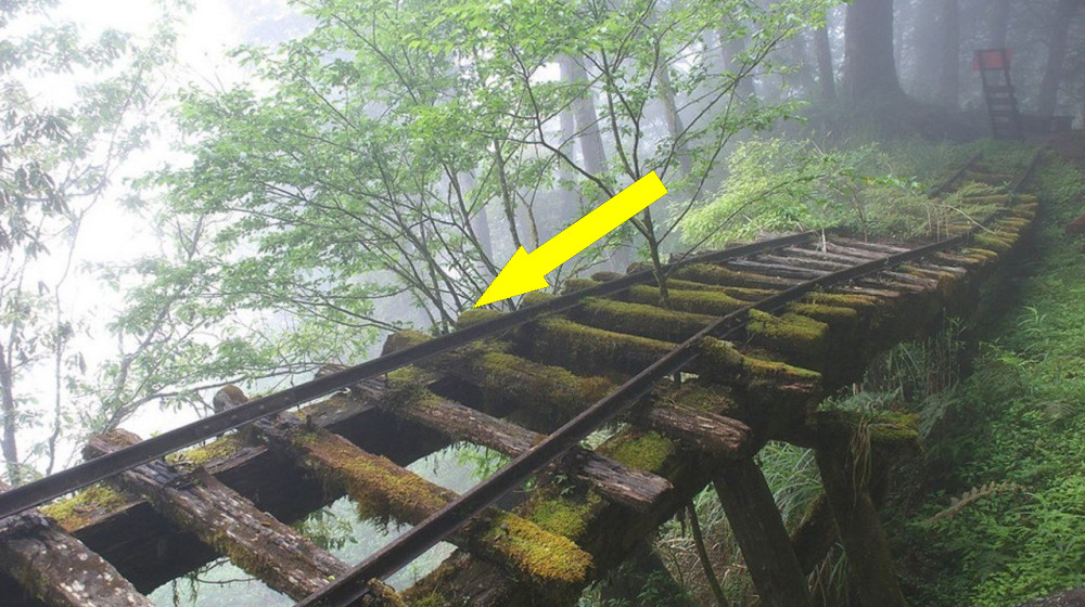 ФАНТОМНЫЕ ПОЕЗДА НА ЗАБРОШЕННЫХ ЖЕЛЕЗНЫХ ДОРОГАХ ОТКРЫВАЮТ ТАЙНЫ ПРИРОДЫ