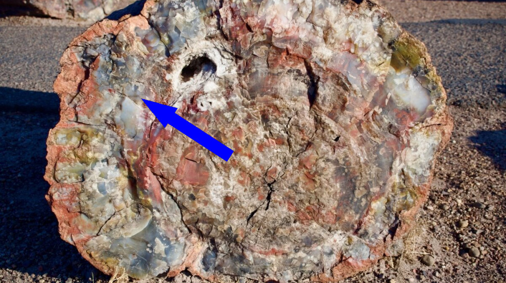 Загадка каменных лесов как древние свидетели исчезнувших эпох