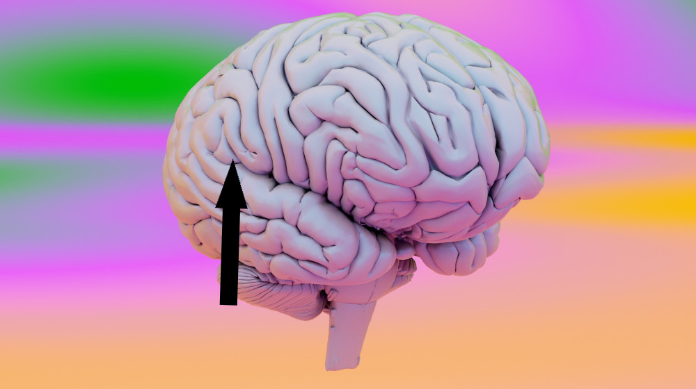  Strikingly simple 'dial' in the brain may help it distinguish imagination from reality 