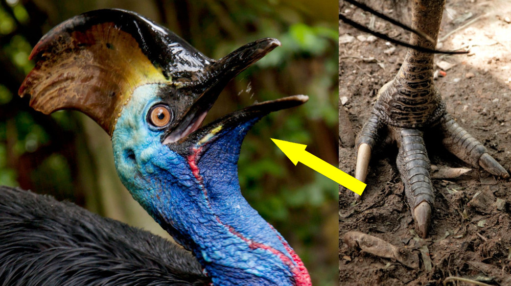 Динозаврообразный гигант с могучими лапами: невероятный мир южных казуари