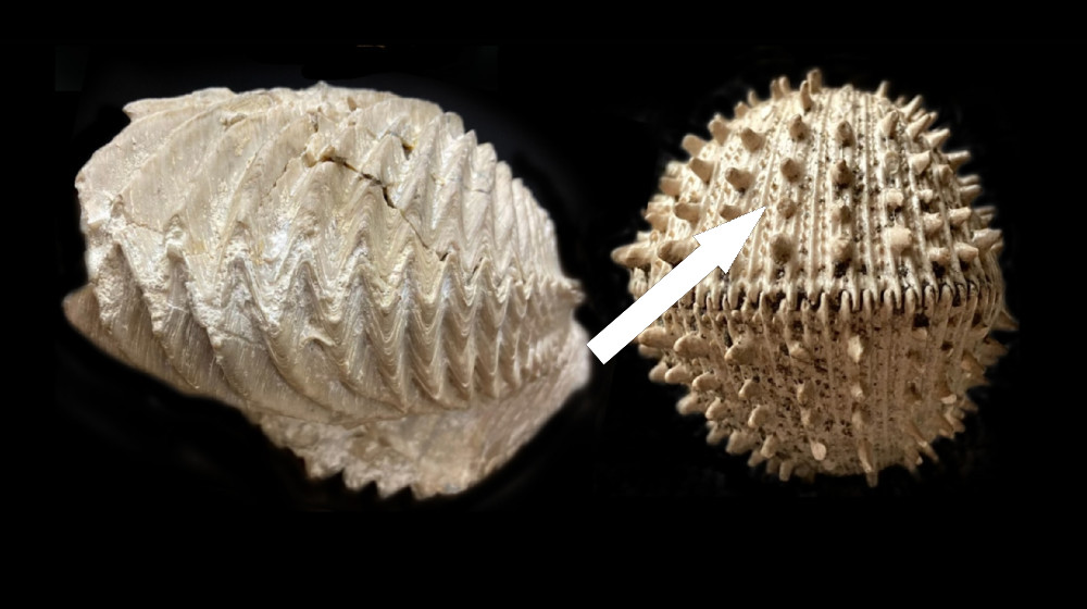 Статистика говорит иначе Что, если после удара астероида в океане произошло что-то невероятное