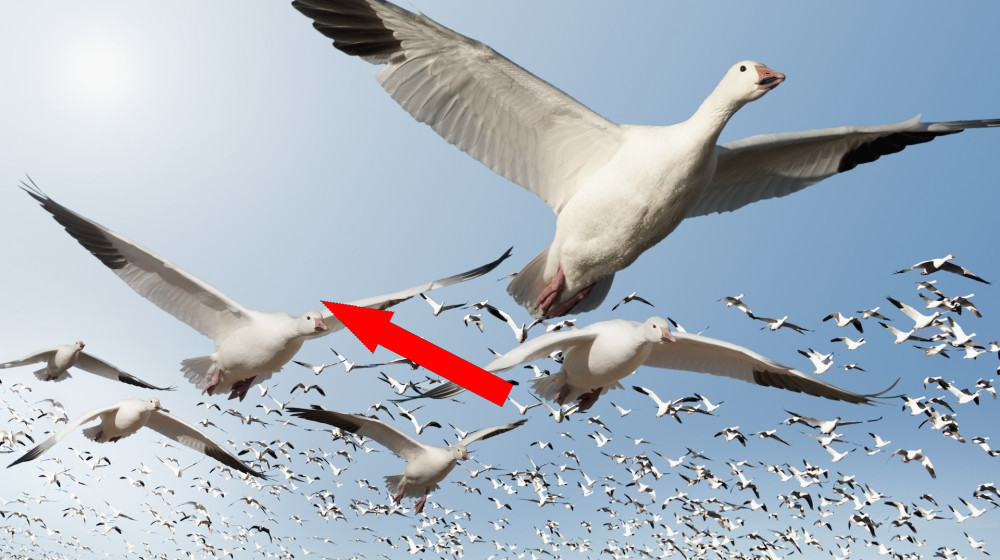  How do migrating birds know where they're going? 