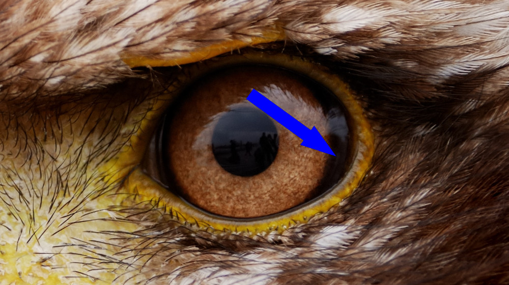 Какое животное обладает самым феноменальным зрением