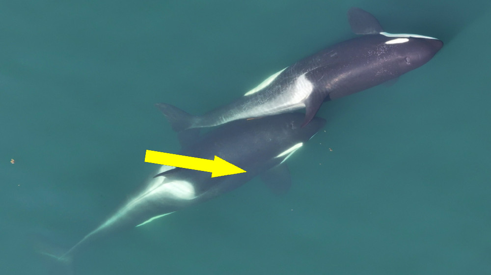  Salmon-hat wearing orcas also give each other massages with kelp, scientists discover 