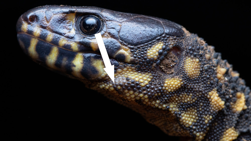  Night lizards survived dinosaur-killing asteroid strike, despite being close enough to see it happen 