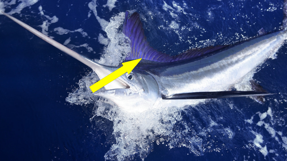  Diagnostic dilemma: A man was stabbed through the throat and the base of the skull — by a fish 