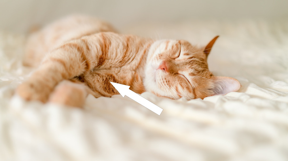  Are cats the only animals that purr? 