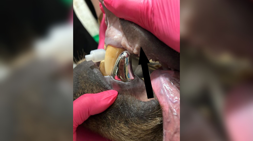  Bear's new metal tooth is world's biggest-ever crown 