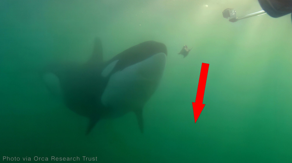  Wild orcas offer humans food. Could they be trying to make friends — or manipulate us? 