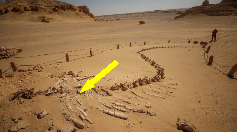 Таинственная долина китов в Сахаре раскрывает древние следы ног и удивительные факты о морских млекопитающих