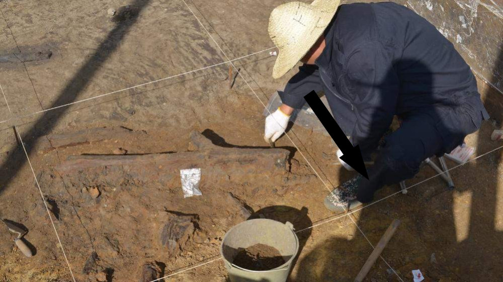 Древнейшие деревянные орудия Восточной Азии раскрывают тайны продуманных путешествий древних людей за съедобными растениями