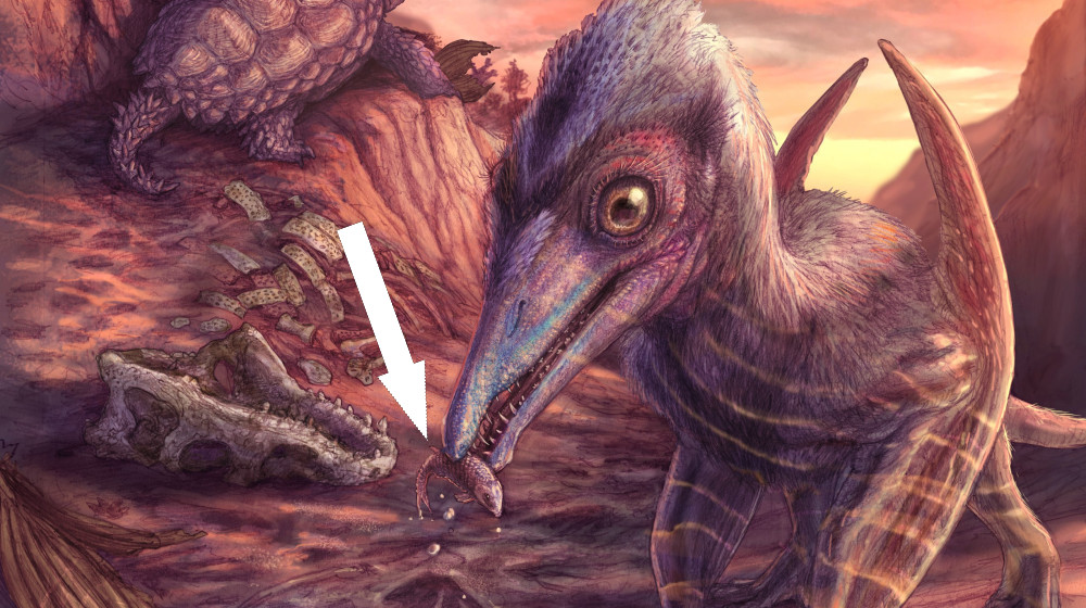 Древняя богиня рассвета с крыльями из пепла — самая старая найденная в Северной Америке цетрапторы и она могла сидеть у тебя на плече