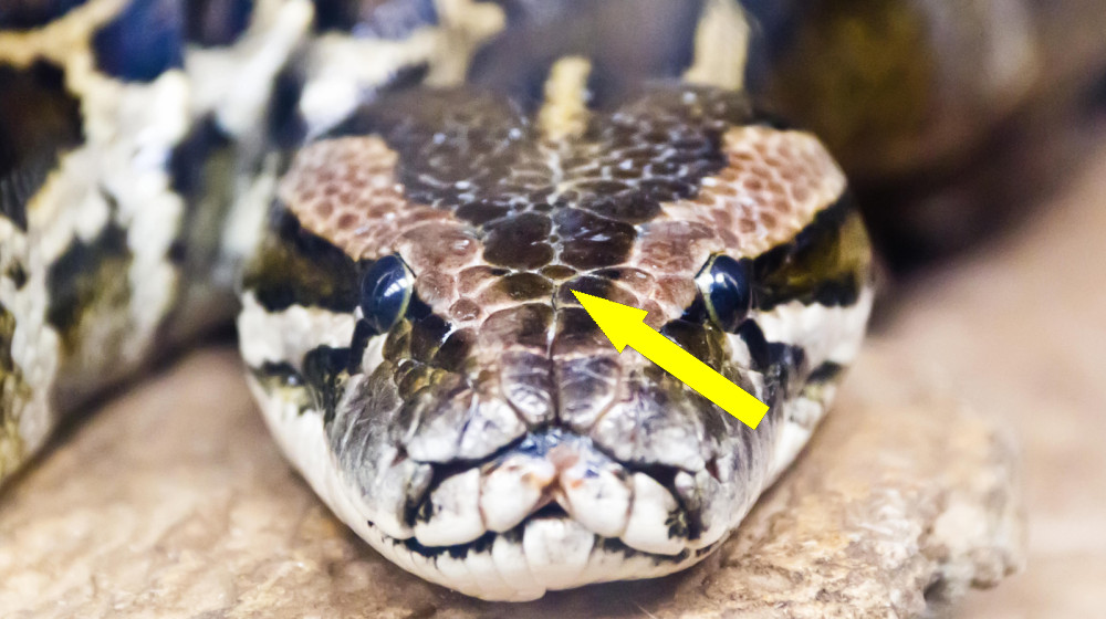  Scientists discover Burmese pythons have never-before-seen cells that help them digest entire skeletons 