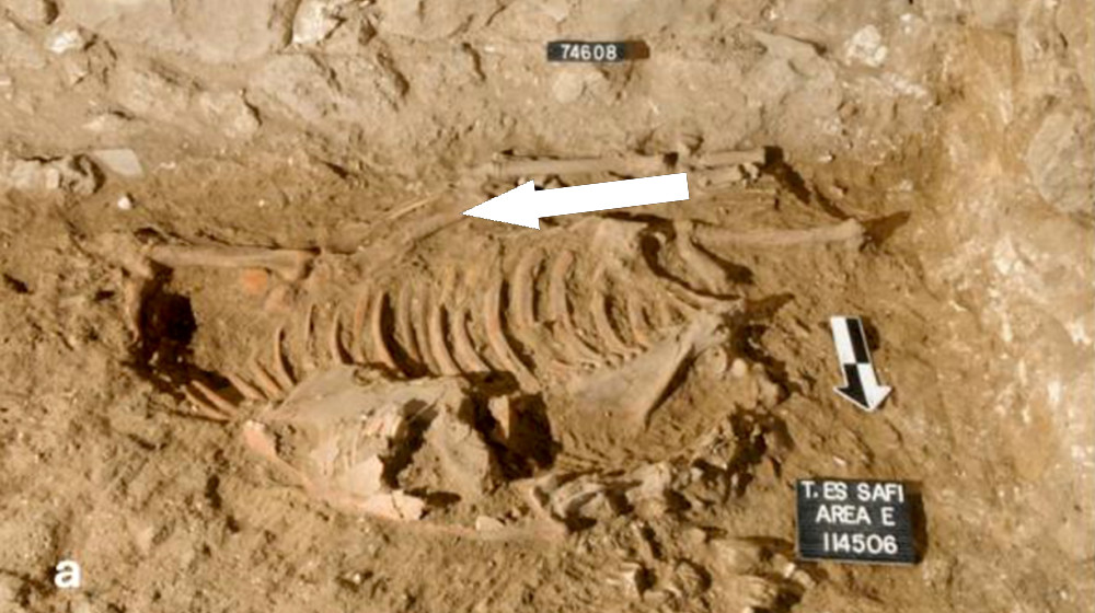  Extraordinary 'sacrificial ass' found with severed head from Bronze Age Israel 