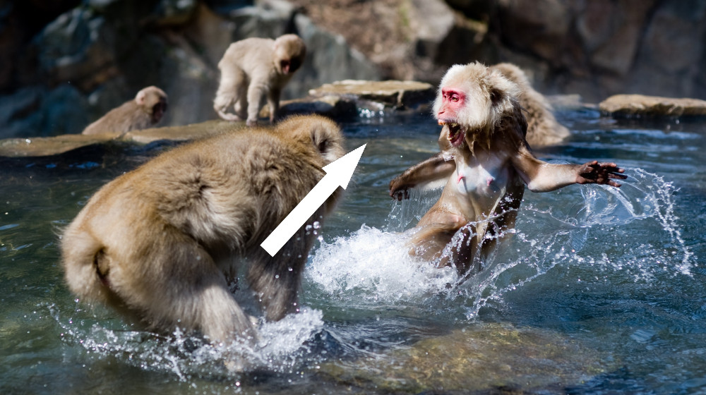 Редко встретишь альфа-самца у приматов — кто действительно качает власть