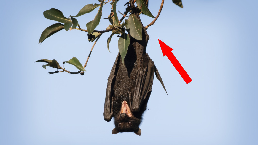  Man in Australia dies of rare, rabies-like disease 