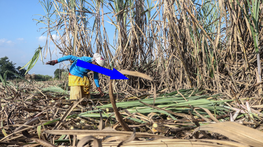  A dangerous condition that can cause seizures, coma and death could rise dramatically as the climate warms 