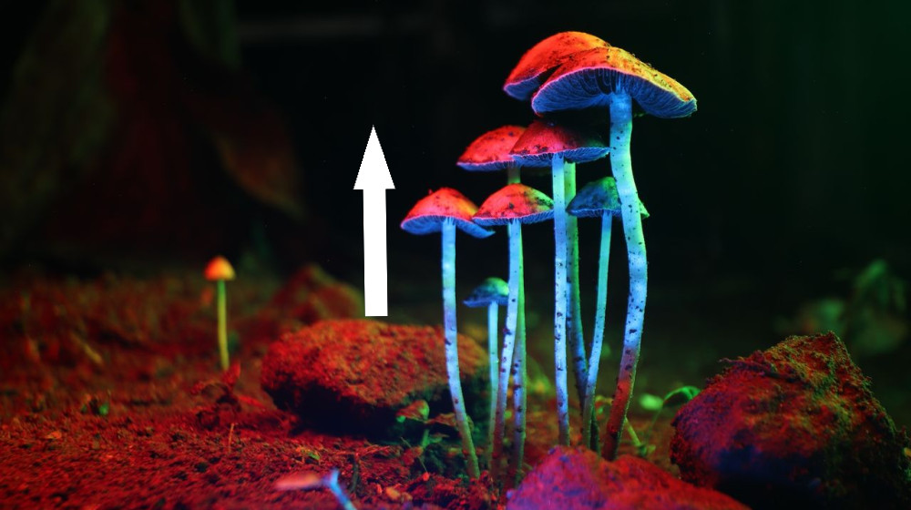  'I was floored by the data': Psilocybin shows anti-aging properties in early study 