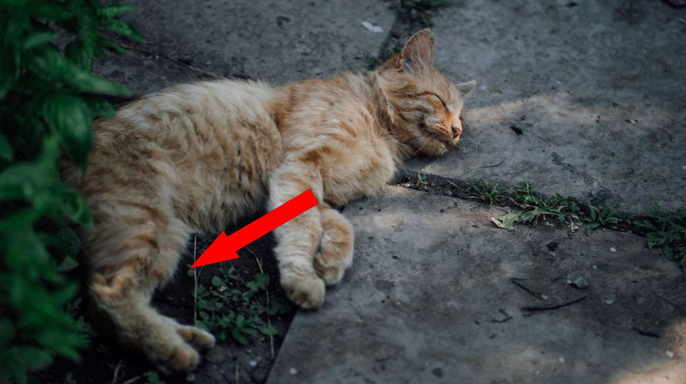 Почему коты без ума от бетонных плит?