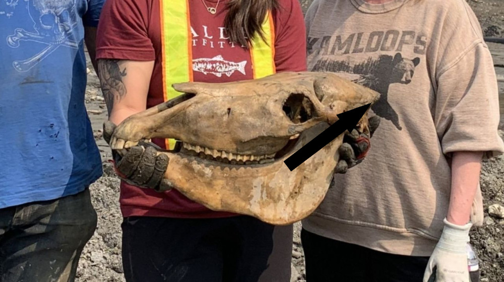  'Beautifully preserved' ice age horse skull unearthed in Yukon mine 