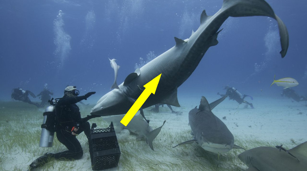  Why do sharks freeze when flipped upside down? 