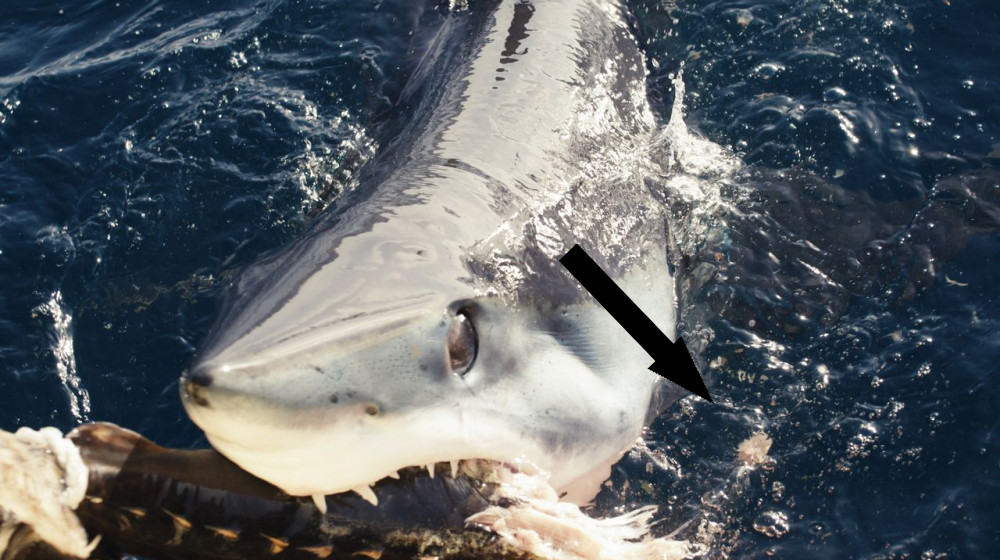  Shark Week team discovers unusual 'black makos' off California coast  