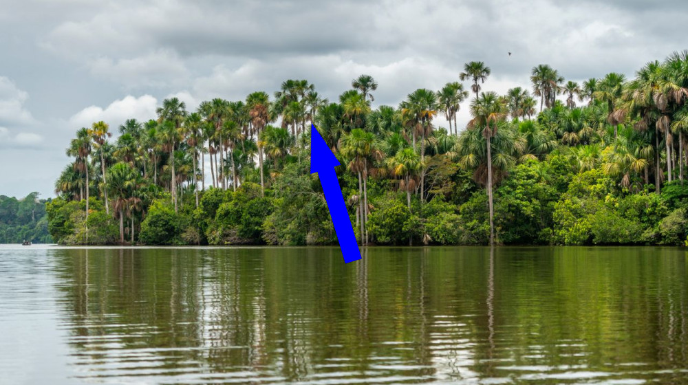  A peatland in the Amazon stopped absorbing carbon. What does it mean?  
