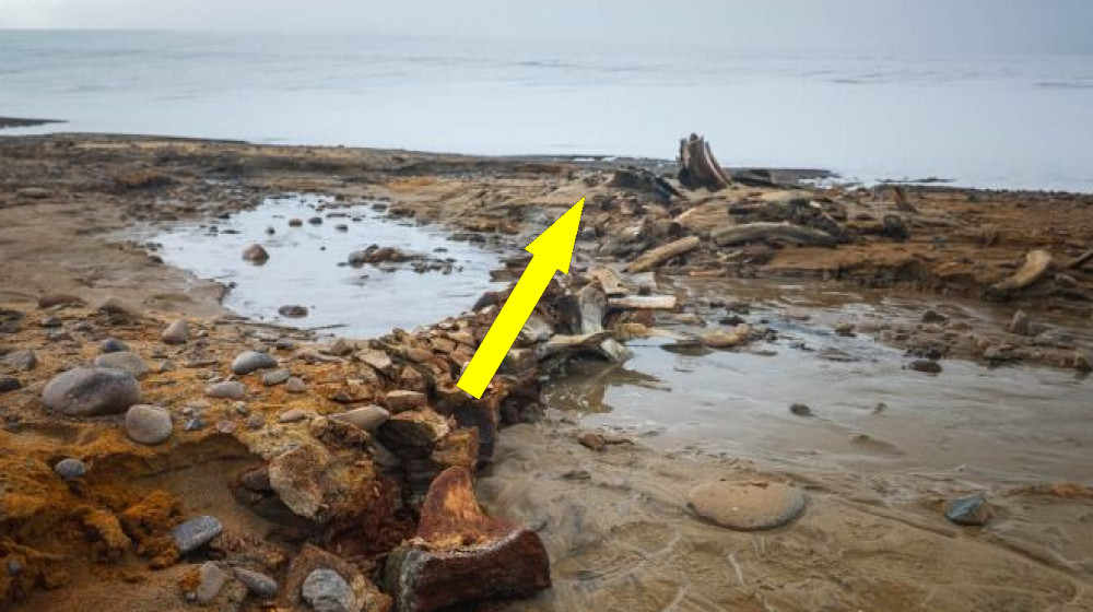  Ancient whale 'graveyard' discovered under melting Russian glacier 