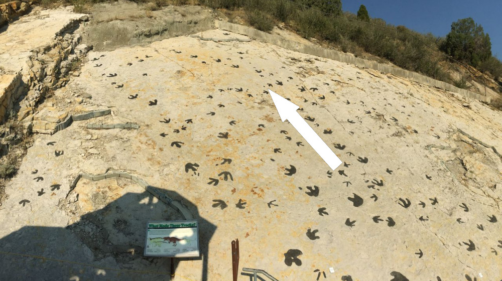 Тиранозавры и их «лунные» танцы: как древние ящеры «прыгалки» привлекали самок