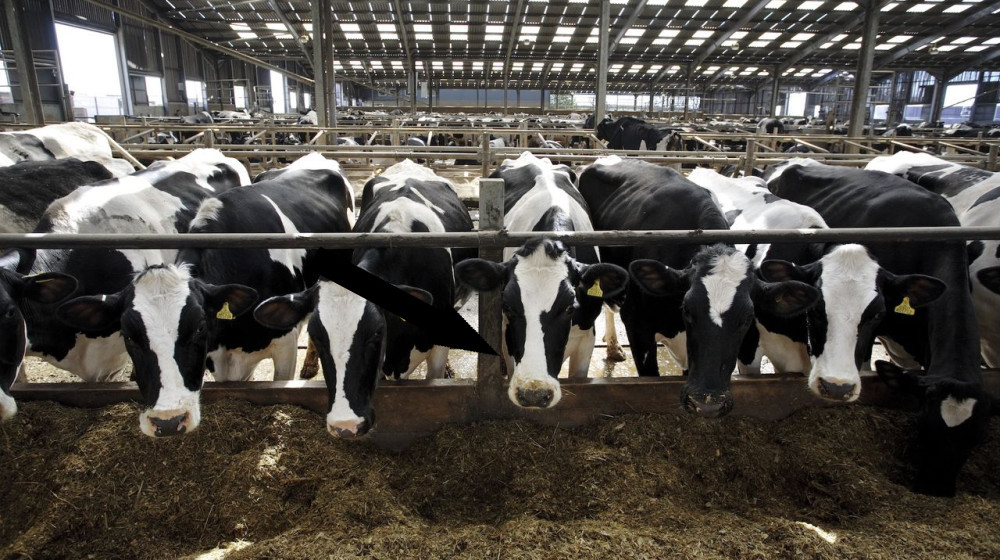  New report details one of the biggest raw milk-related outbreaks in recent US history 