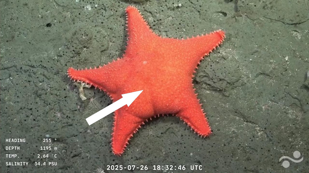  'Big-butt starfish,' little sweet potato' and dozens of never-before-seen species recorded during deep-sea expedition off Argentina 
