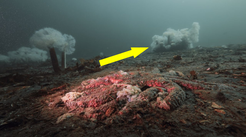 Разгадана тайна превращения морских звезд в жидкую массу — неожиданные открытия пугают ученых