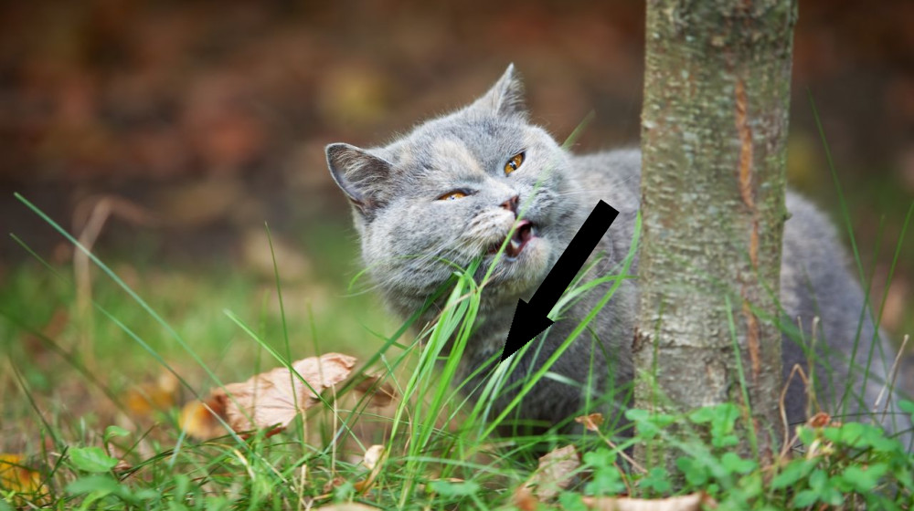  Why do cats and dogs eat grass? 