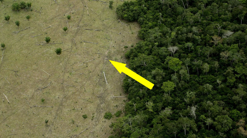  Amazon rainforest is approaching 'tipping points' that could transform it into a drier savanna 