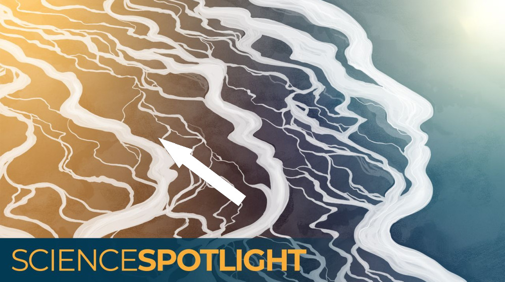  A braided stream, not a family tree: How new evidence upends our understanding of how humans evolved 