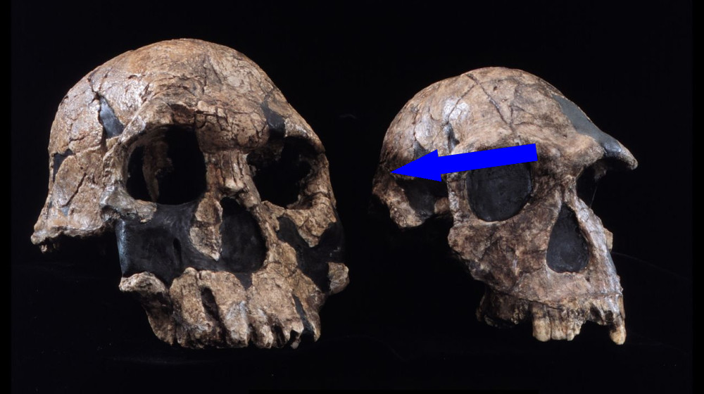 Кто был первым человеком на планете и почему это так важно