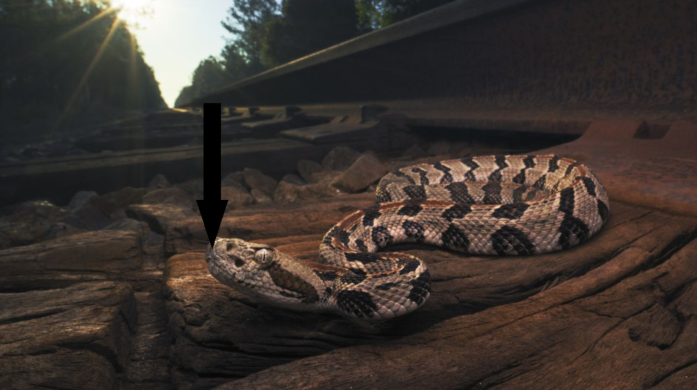 Погибший любитель природы стал жертвой ядовитой змеи В чем кроется опасность и почему даже небольшая ошибка может стоить жизни