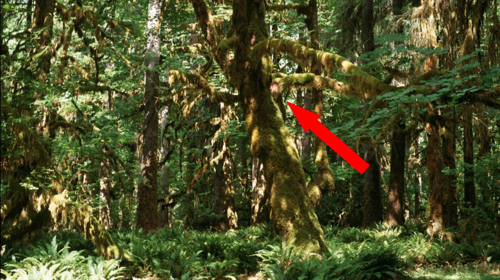 Пожар в самом высоком дереве мира угрожает уникальному природному чуду Америки