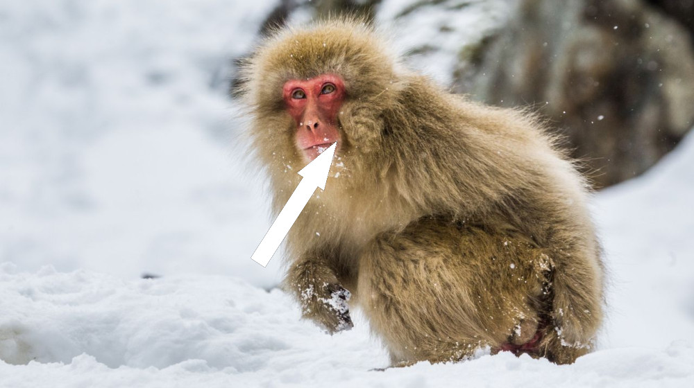 Earth's early primates evolved in the cold — not the tropics 