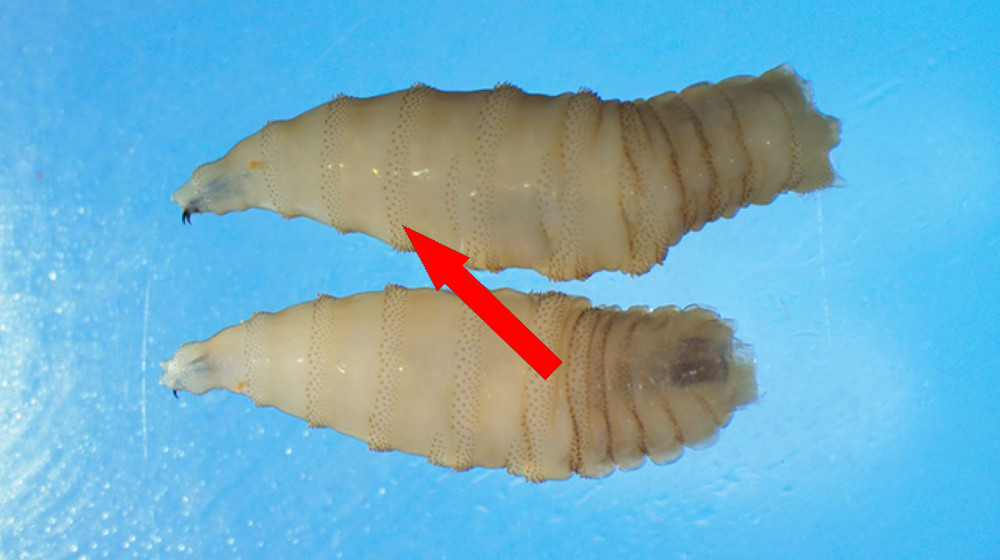 Первый за десятилетия случай паразитарной инвазии в США вызывает тревогу