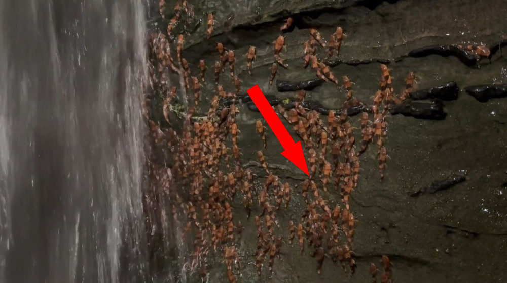  Thousands of bumblebee catfish captured climbing waterfall in never-before-seen footage 