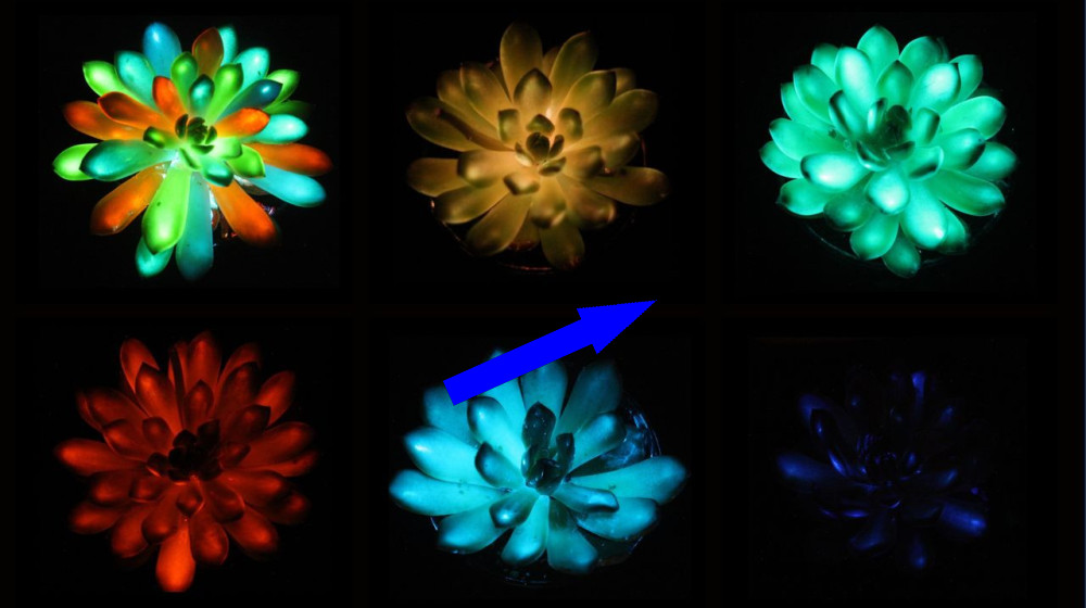  Chinese scientists create multicolored glow-in-the-dark succulents that recharge in sunlight 