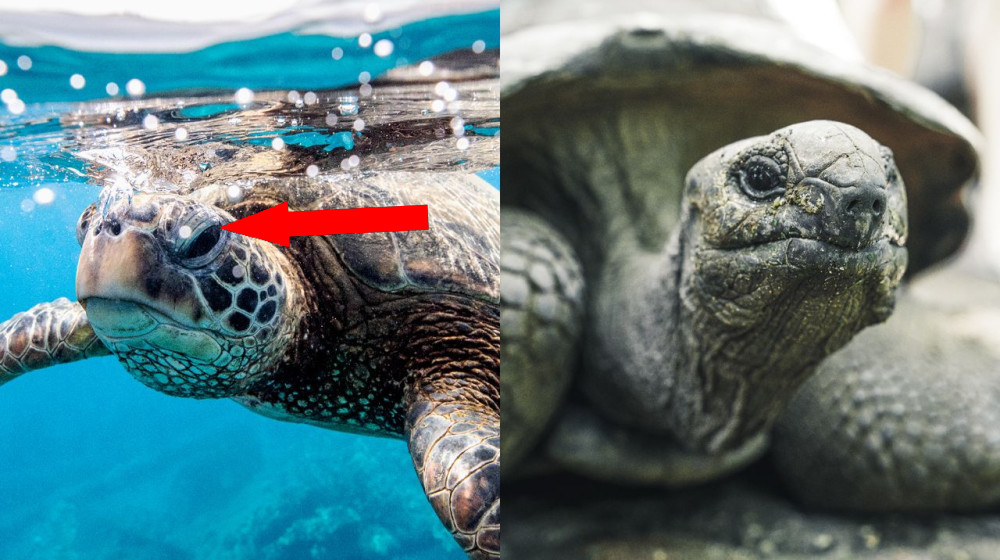  What's the difference between a turtle and a tortoise? 