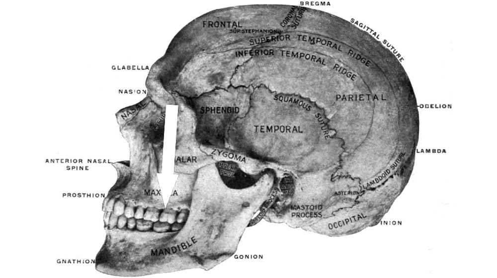  How the racist study of skulls gripped Victorian Britain's scientists 