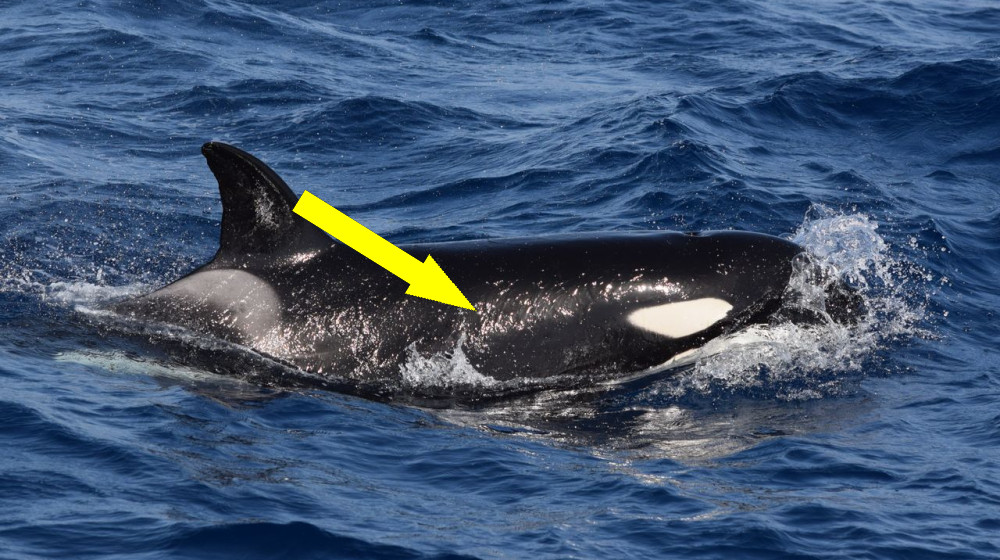  'We completely freaked out': Orcas are attacking boats in Europe again 
