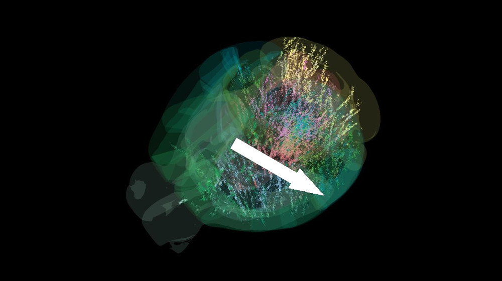  Map of 600,000 brain cells rewrites the textbook on how the brain makes decisions 